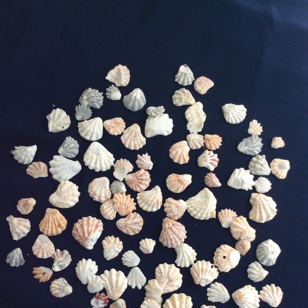 Sea shells